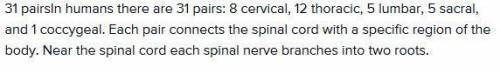 How many pairs of spinal nerves branch off from the spinal cord?