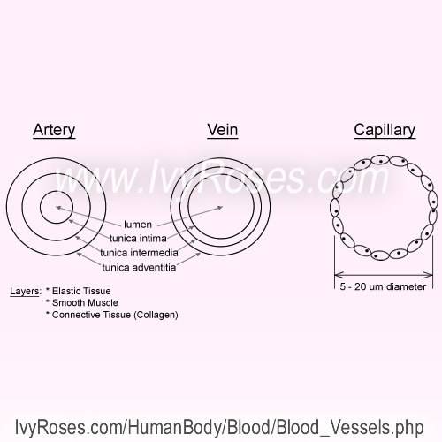 Compare and contrast the three types of blood vessels?