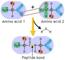 When two amino acids are joined together to form a peptide bond there is a net … (1 point) loss of o