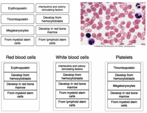 Compare the processes of red blood cell production, white blood cell production, and platelet produc