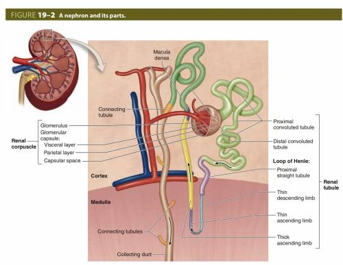 In which sections or section of the kidney is the urine formed?  what section of the kidney collects