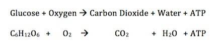 What is the general chemical equation for aerobic cellular respiration?