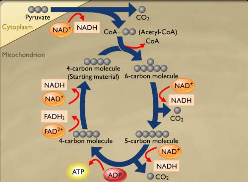 What is the link reaction in aerobic respiration?  a. pyruvate is carboxylated, acetyl reacts with c