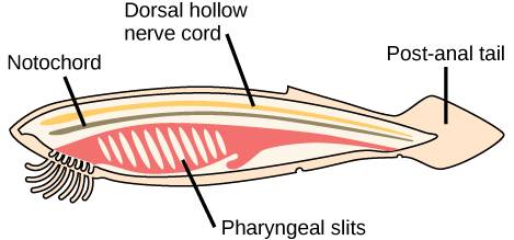 Difference between notochord and dorsal nerve cord