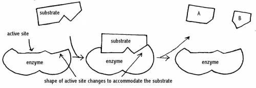 What does the shape of the enzyme have to do with how well the enzyme works?