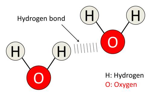 Which of the following are connected by hydrogen bonds?  a. hydrogen to oxygen within a molecule of