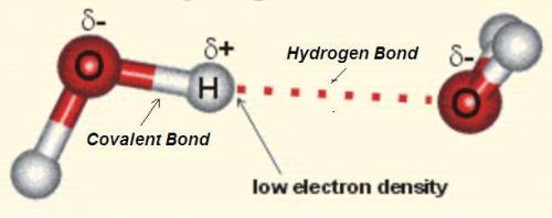 Question 3 25 pts 3. which of the following is correct regarding the chemical bond between hydrogen