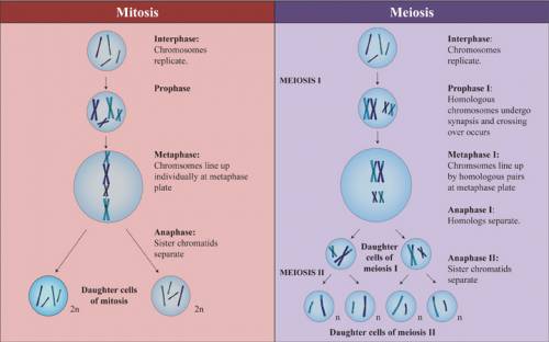 How is anaphase 2 similar to anaphase in mitosis?