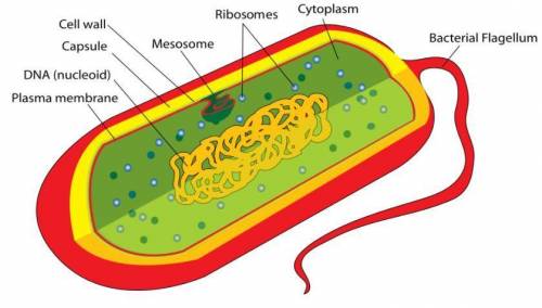 Prokaryotes don't have a nucleus, and it floats around in the cytoplasm in an area called a