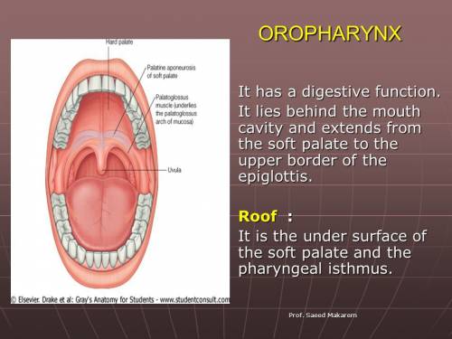 What structure lies between the roof of the mouth and the upper edge of the epiglottis?