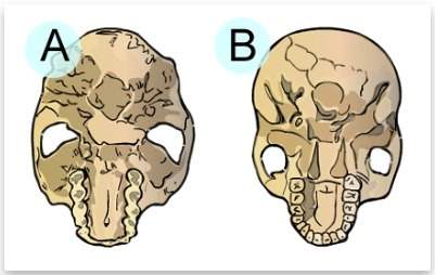 Which statement is most likely to be true, based on the drawings below? two skulls a. species a had
