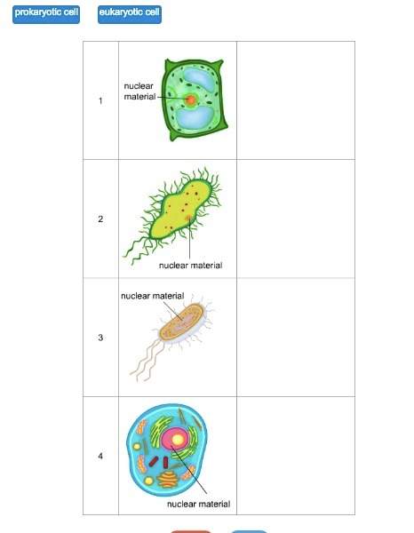 Megan observes four cells under a microscope and makes sketches of them as shown. identify whether t