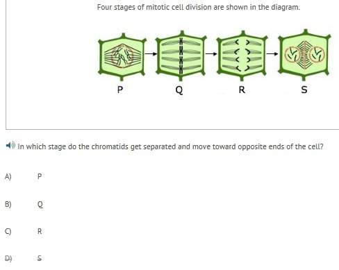 Four stages of mitotic cell division are shown in the diagram. ( see screenshot below ) in which sta