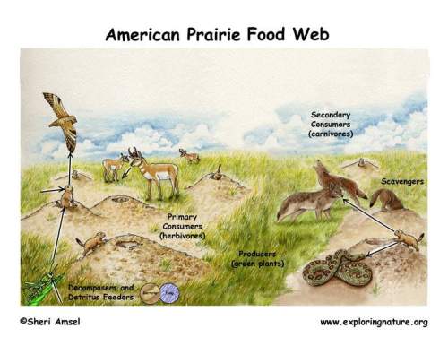 The below picture shows the food web of the american prairie. what could happen if all of the prairi