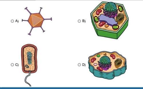 Which of these requires a host cell to copy its genetic material and protein coat?