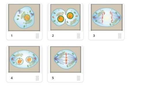 Question 20sort the pictures below into the correct order of the stages of mitosis.( answer this)