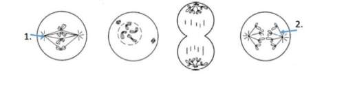 Question 26what are the structures labeled #1 and #2 in the diagram below? a centrioles; spindle fi