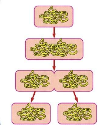 What is the name of the process shown above? a. cell splitting b. cell wall digestion c. cellular i