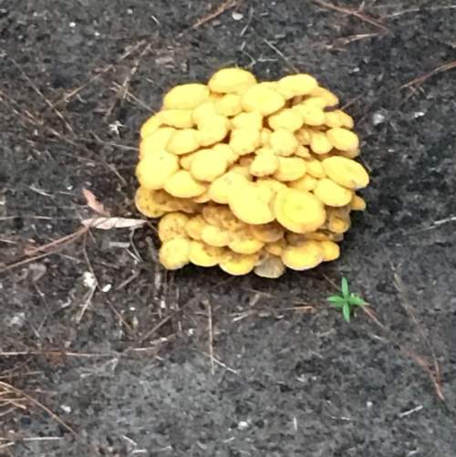 Can someone tell me what kind of fungi/mushroom this