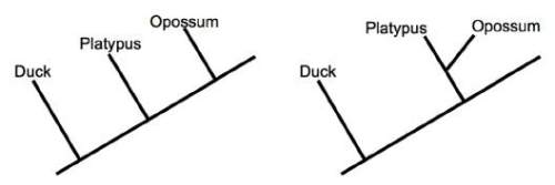 Consider these phylogenetic trees. the first tree is based on physical characteristics. the second t