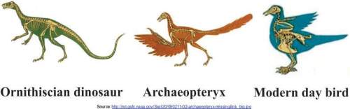 The diagram below shows an ornithiscian dinosaur, an ancient bird called archaeopteryx, and the mode