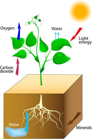Which of the following are the ingredients that go into the plant and are needed for photosynthesis?