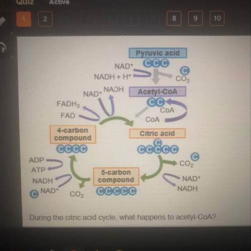 The graph shows the citric acid cycle. during the citric acid cycle what happens to acetyl-coa? a)