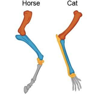 The diagram shows the structures of horse and cat forelimbs. what does the diagram suggest about the