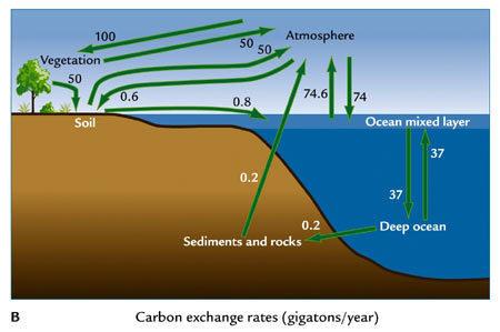 Which statement is most true concerning carbon in sediments and rocks?