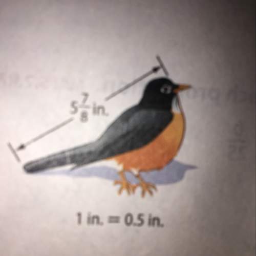 Find the length of the model. then find the scale factor. the length of an actual bird is shown at t