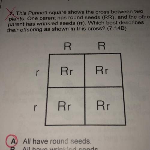 This punnett square shows the cross between two pants. one parent has round seeds (rr). and the othe