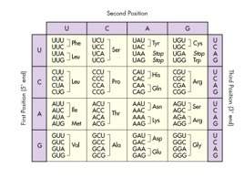 Use the codon chart below to determine which amino acid matches with the codon uac uac: (this is fo