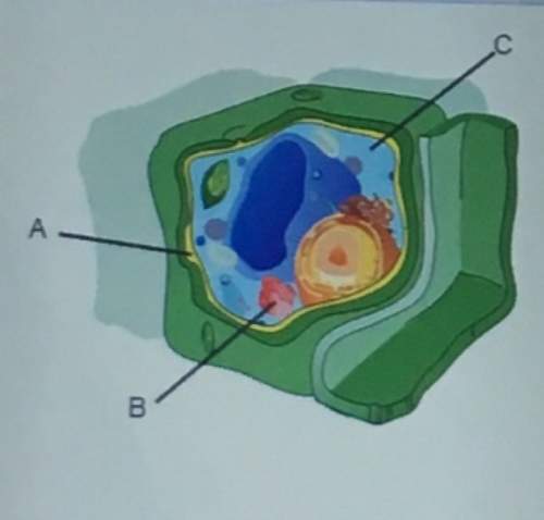 Identify the structure labeled in this cell.