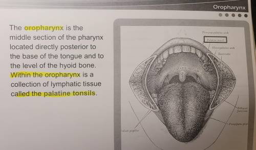 The palatine tonsils are found in which of the following regions?