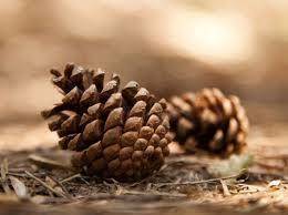 Pine trees disperse their offspring by using
