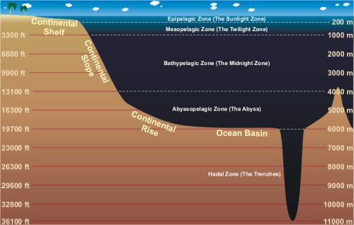 Which zone has the widest range in temperature in the ocean?