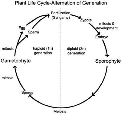 What is the basic life cycle of a plant?