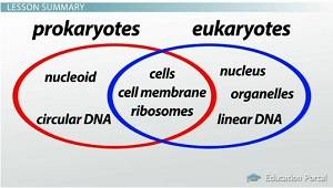 Which of the following describes a structure that both prokaryotic and eukaryotic cells have in comm