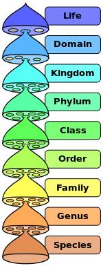Which of the following is the correct order of the classification levels?  a. domain, kingdom, phylu