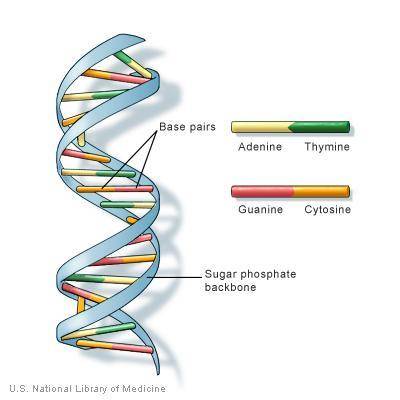 Which of the following best describes the shape of a dna molecule?  o a. like a twisted ladder b. li