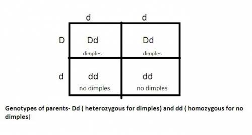 The punnett square predicts the ratio of genotypes in the offspring based on the genotypes of the pa