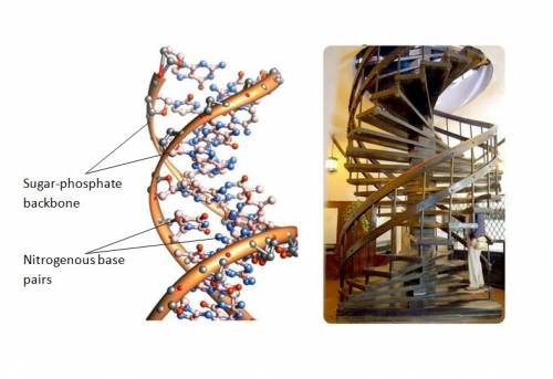 If a dna molecule is compared to a spiral staircase, what parts make up the steps?  sugar and nitrog