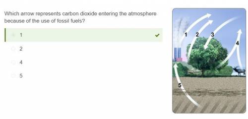 Which arrows represent carbon dioxide entering the atmosphere because of the use of fossil fuels?