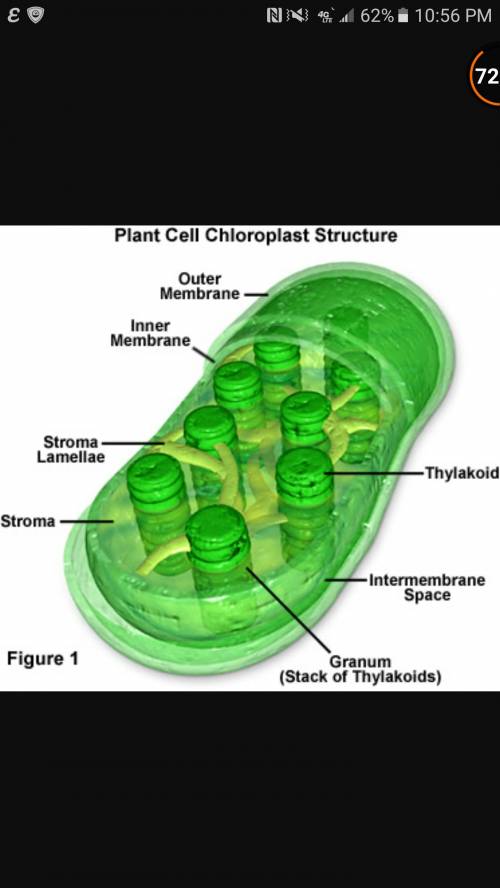 Which image represents a chloroplast