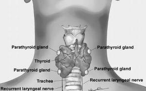 Where are the thyroid , parathyroid andthymus located