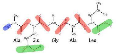 The peptide  has:  no free carboxyl groups four peptide bonds a disulphide bridge two free amino gro