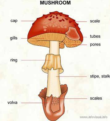 In a mushroom what is the visible umbrella shaped portion known as