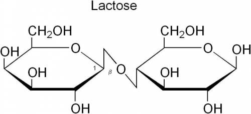 Draw maltose, cellobiose, lactose and sucrose.