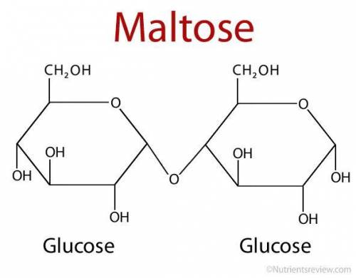 Draw maltose, cellobiose, lactose and sucrose.