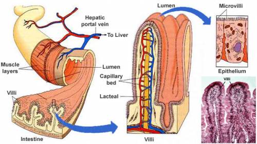 Explain the structure and function of villi in the small intestine